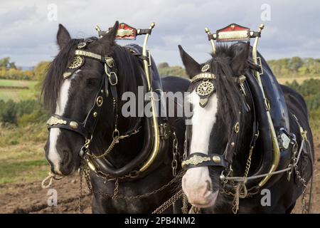 Chevaux à sang froid, animaux domestiques, animaux à capuchon, animaux de ferme, ongulés à bout impair, Mammifères, animaux, chevaux domestiques, chevaux, chevaux lourds, deux annonces Banque D'Images