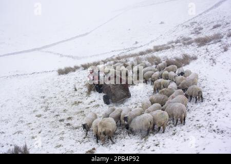 Moutons domestiques, Swaledale troupeau se nourrissant sur un pâturage couvert de neige à côté de quad et de remorque pendant la tempête de neige, Cumbria, Angleterre, Royaume-Uni, Euro Banque D'Images