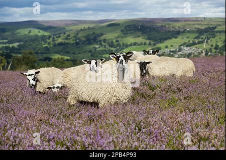 Moutons domestiques, agneaux de mules, de brebis de Dalesbred, paître sur la lande de bruyères, au-dessus du pont Pateley, Yorkshire Dales N. P. North Yorkshire, en Banque D'Images