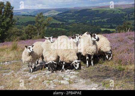 Moutons domestiques, agneaux de mules, de brebis de Dalesbred, paître sur la lande de bruyères, au-dessus du pont Pateley, Yorkshire Dales N. P. North Yorkshire, en Banque D'Images