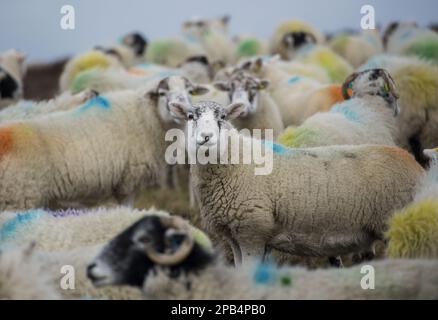 Brebis domestique, brebis texdale (Texel x Swaledale), au milieu d'un troupeau marqué par des éclaboussures près de Keighley, West Yorkshire, Angleterre, Royaume-Uni, Europe Banque D'Images