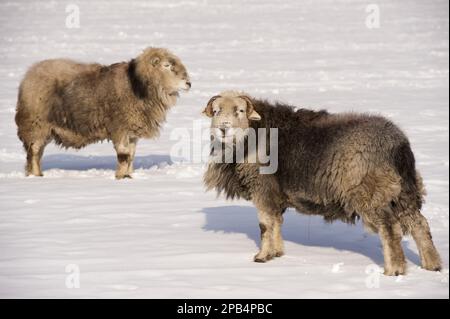 Brebis Herdwick, puré, domestique, ongulés, bétail, À sabots, mammifères, animaux, mouton domestique, béliers Herdwick, se tenir dans la neige pas Banque D'Images