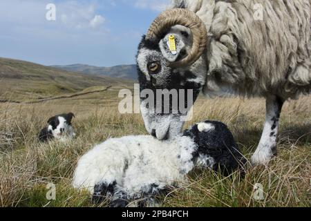 Mouton domestique, Swaledale, brebis et agneau nouveau-né, avec chien domestique, Border Collie, chien de berger en activité, observation en arrière-plan, Cumbria, Angleterre, United Banque D'Images