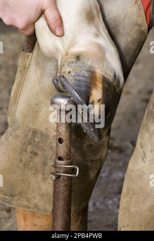 Inspection des fers à cheval récemment installés Banque D'Images