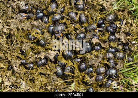 Dung Beetle (Geotrupes sp.) Plusieurs espèces différentes, adultes, essaimage de groupe dans des excréments de vache fraîche du premier bétail sur le pâturage alpin, PL Banque D'Images