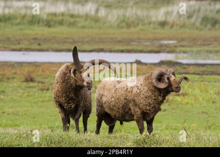 Mouton manx loaghtan, race, animaux, ongulés, bétail, À sabots, mammifères, animaux, mouton domestique, mouton Manx loughton Banque D'Images