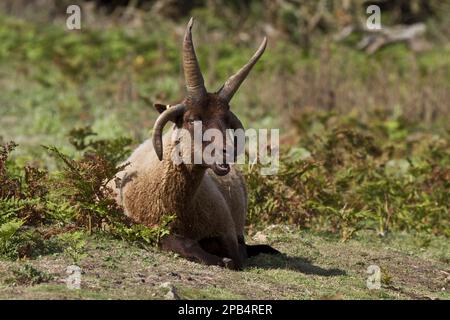 Mouton Manx Loaghtan, race, animaux de compagnie, ongulés, bétail, À sabots, mammifères, animaux, moutons domestiques, Race masculine de Manx Loaghtan de brebis reintr Banque D'Images