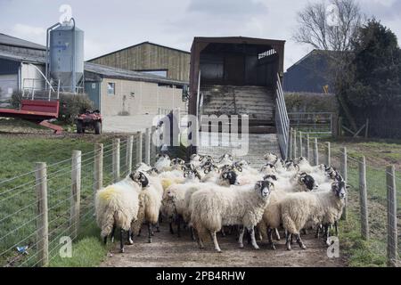 Élevage de moutons, troupeau de Swaledale, étant chargé sur chariot de bétail, à la maison après être sur le donjon d'hiver, Cumbria, Angleterre, Royaume-Uni, Europe Banque D'Images