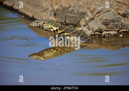 Surveillance du Nil (Varanus niloticus), adulte dans l'eau, Parc national Kruger, Afrique du Sud, Afrique Banque D'Images