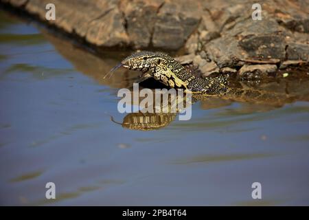 Surveillance du Nil (Varanus niloticus), adulte dans l'eau, Parc national Kruger, Afrique du Sud, Afrique Banque D'Images