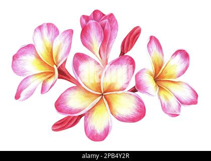 Composition des fleurs de plumeria. Frangipani. Illustration botanique aquarelle. Isolé sur un fond blanc. Pour la conception de l'emballage pour cosmet Banque D'Images