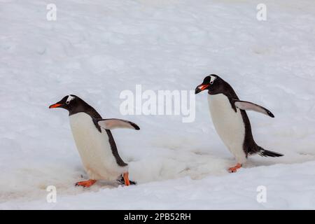 Les pingouins de Gentoo en Antarctique transportant une pierre vers leur emplacement de nid Banque D'Images