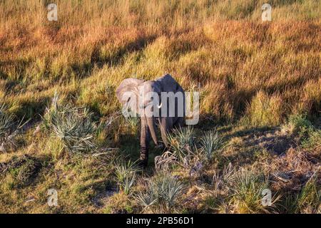 Vue aérienne d'un taureau d'éléphant (Loxodonta africana) d'en haut. Un animal sauvage lève la tête vers le ciel. Okavango Delta, Botswana, Afrique Banque D'Images