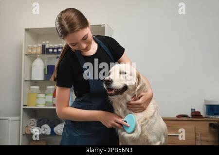 Tondeuse professionnelle brossant la fourrure du chien mignon dans le salon de beauté pour animaux de compagnie Banque D'Images