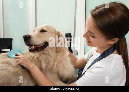 Tondeuse professionnelle brossant la fourrure du chien mignon dans le salon de beauté pour animaux de compagnie Banque D'Images
