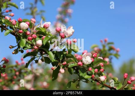 La pomme fleurira sur une branche dans le jardin de printemps par temps ensoleillé. Boutons roses et fleurs avec feuilles vertes Banque D'Images