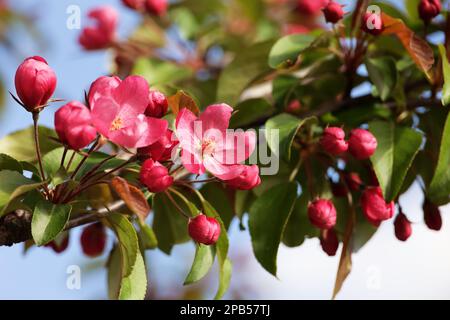 Fleur de pomme rouge sur une branche dans le jardin de printemps. Bourgeons et fleurs aux feuilles vertes Banque D'Images