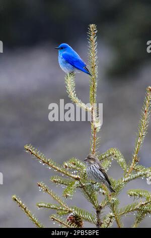 Mountain Bluebird mâle et femelle paire sur un pin dans le parc national de Yellowstone Banque D'Images