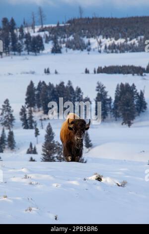Bison marchant dans la neige fraîche au parc national de Yellowstone en début de matinée Banque D'Images