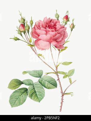 Rosa Centifolia Anglica Rubra. Illustration de fleurs roses. Art botanique antique par Pierre Joseph Redoté. Vers 1833 Banque D'Images