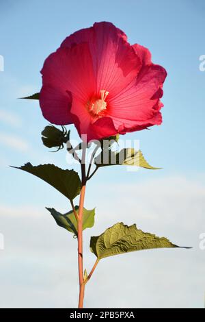 Gros plan de la fleur rose hibiscus moscheutos Banque D'Images