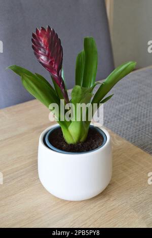 Le bromélia plante en pot Banque D'Images