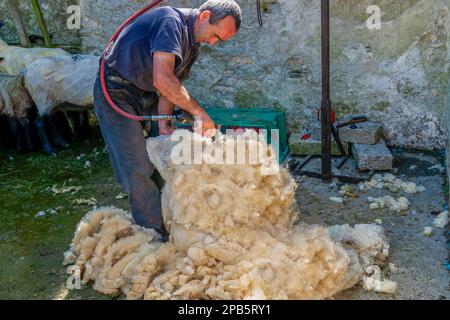 Sheering Sheep à Donegal. Banque D'Images