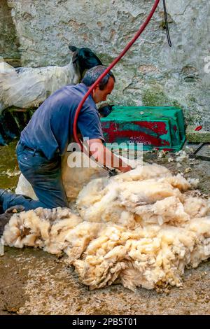 Sheering Sheep à Donegal. Banque D'Images