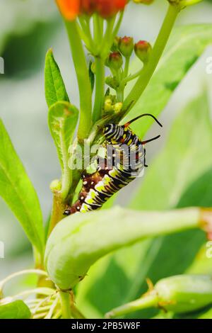 Caterpillar sur un arbre. Chenille sur une fleur. Caterpillar sur une lame Banque D'Images