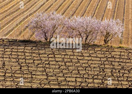 Les amandes fleurissent dans le vignoble près de Nissan-Lez-Enserune. Occitanie, France Banque D'Images