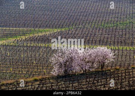 Les amandes fleurissent dans le vignoble près de Nissan-Lez-Enserune. Occitanie, France Banque D'Images