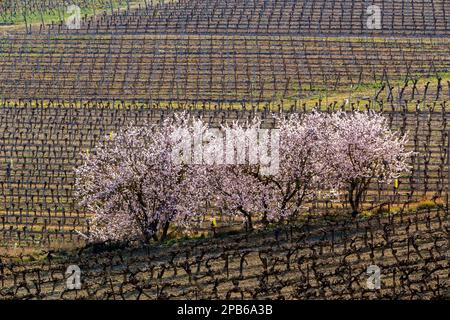 Les amandes fleurissent dans le vignoble près de Nissan-Lez-Enserune. Occitanie, France Banque D'Images