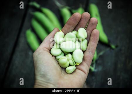 haricots verts mûrs fraîchement cueillis Banque D'Images