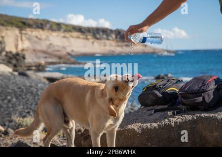 Un chien boit de l'eau qui lui a été donnée par son propriétaire à partir d'une bouteille en plastique. Banque D'Images