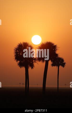 Paysage, paysage, lever du soleil, pendant le Prologue du Championnat du monde d'endurance de la FIA 2023, de 11 mars à 12, 2023 sur le circuit international de Sebring à Sebring, Floride, Etats-Unis - photo Frédéric le Floc'h / DPPI Banque D'Images