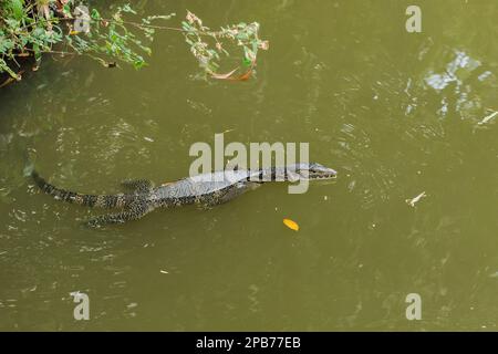 Bringer est dans l'eau, Varanus salvator est un reptile en Asie du Sud. C'est un grand lézard, de 2,5 à 3 mètres de longueur. Aimez trouver de la nourriture, en pourrissant de la nourriture Banque D'Images