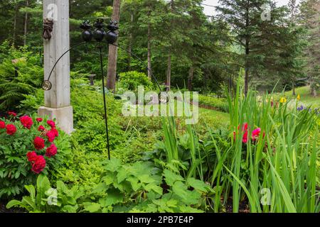 Paeonia lactiflora 'do Tell' - jardin commun pivoine, Athyrium filix-femina - Lady Fern, Anemone hybrida 'Fantasy Cendrillon' - Windflower en bordure. Banque D'Images