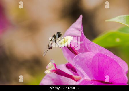 Une petite abeille sur une fleur, une abeille aspirant sur un nectar sur une fleur, une abeille sur une fleur rose, une abeille sur une fleur de bougainvilliers Banque D'Images