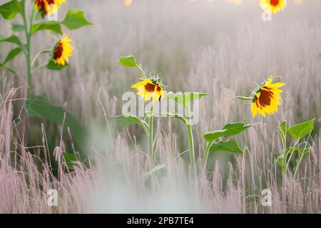 tournesols dans un champ avec lumière diffuse, ai Banque D'Images