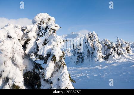Mont Śnieżka, Karpacz, montagnes Karkonosze (montagnes géantes), montagnes Sudeten, Basse-Silésie, Pologne, février 2023 Banque D'Images
