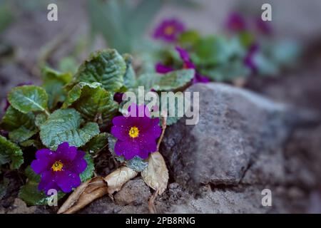 Primrosiers du soir dans le lit de fleurs dans le jardin par temps pluvieux. Espace de copie, arrière-plan flou Banque D'Images