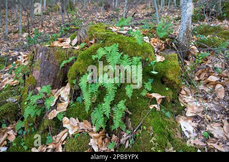 Fougères poussant sur le tronc coupé plein de mousse dans la forêt en symbiose d'automne Banque D'Images