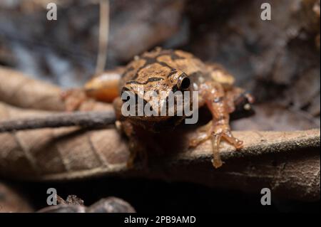 Un Peeper de printemps mâle adulte (Pseudacris crucifer) en état de reproduction. Jennings County, Indiana, États-Unis. Banque D'Images