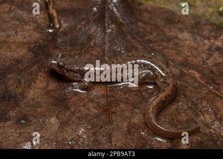 Salamandre sombre du Nord (Desmognathus fuscus) du comté de Jennings, Indiana, États-Unis. Banque D'Images
