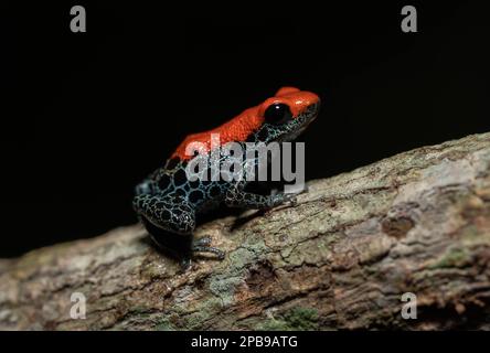 Une grenouille empoisonnée (Ranitomeya reticulata) de la région de Loreto dans l'Amazonie péruvienne. Banque D'Images