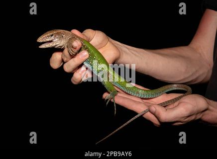 Un homme adulte géant Ameiva (Ameiva ameiva) de la région de Loreto dans l'Amazonie péruvienne. Banque D'Images