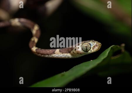 Treesnake à tête émoussée (Imantodes cenchoa) de la région de Loreto dans l'Amazonie péruvienne. Banque D'Images