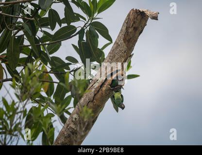 Une paire de Parakeets à tête sombre (Aratinga weddellii) dans un nid de nain dans la région de Loreto dans l'Amazonie péruvienne. Banque D'Images