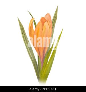 Fleur de crocus violet et jaune, isolée sur fond blanc, illustration aquarelle Banque D'Images