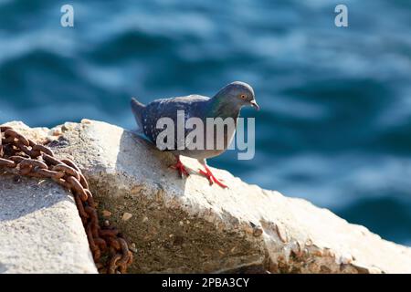 pigeon perchée sur le ponton une journée ensoleillée Banque D'Images